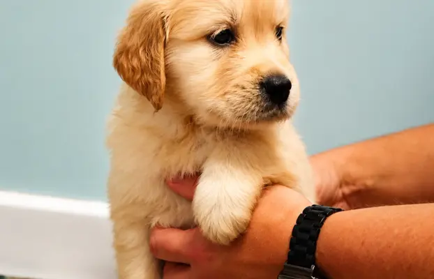 Szczeniaki golden retriever 5