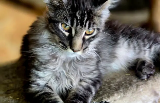 Kocięta maine coon 1