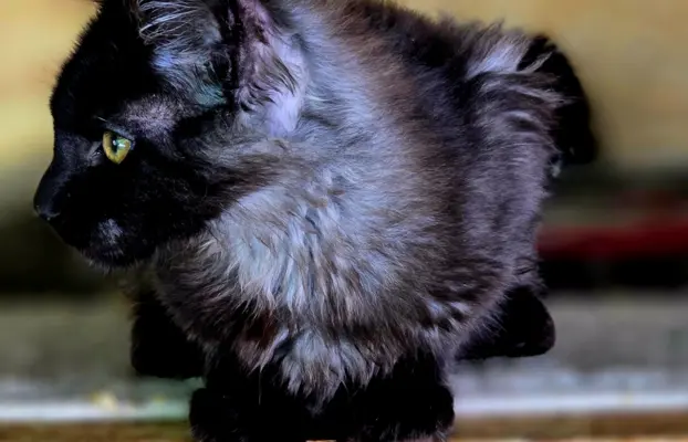 Kocięta maine coon 4