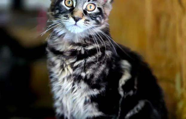 Kocięta maine coon 2