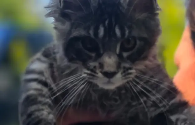 Kocięta maine coon 3
