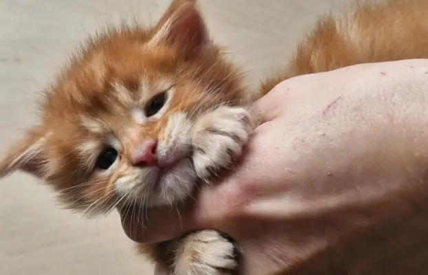 Kotka Maine Coon FPL/FIFE opcja hodowlana 4