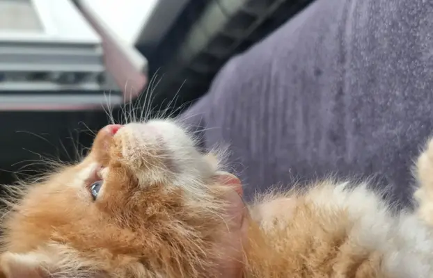 Kotka Maine Coon FPL/FIFE opcja hodowlana 5