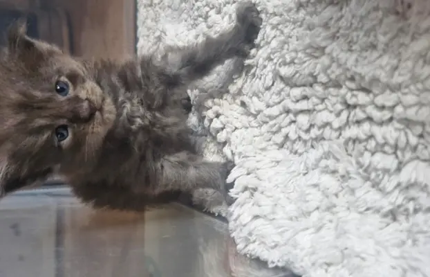 Kotka Maine Coon FPL/FIFE opcja hodowlana 6