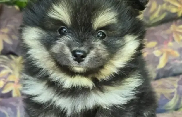Szpic miniaturowy,pomeranian piesek 2