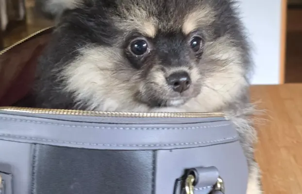 Szpic miniaturowy,pomeranian piesek 3