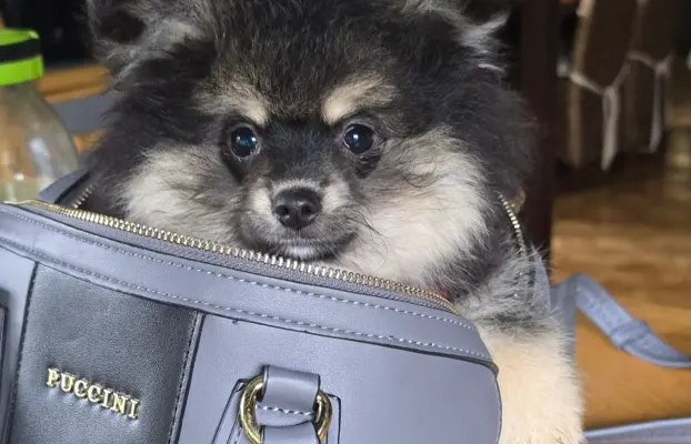 Szpic miniaturowy,pomeranian piesek 4