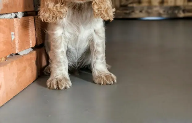 Cocker spaniel angielski szczenięta 6