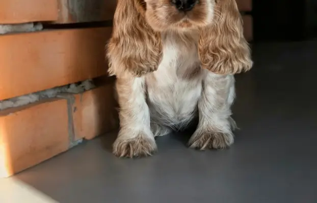 Cocker spaniel angielski szczenięta 5
