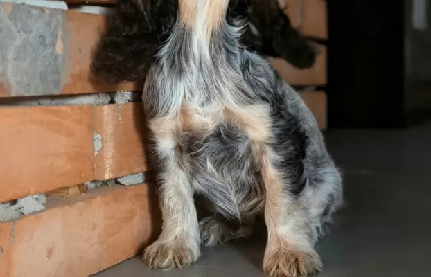 Cocker spaniel angielski szczenięta 8