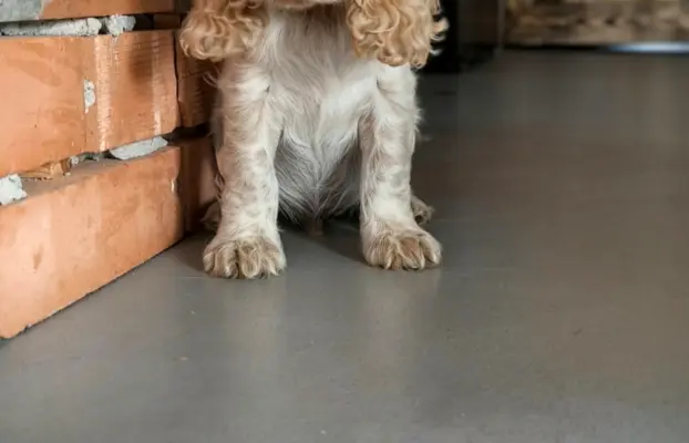Cocker spaniel angielski szczenięta 7