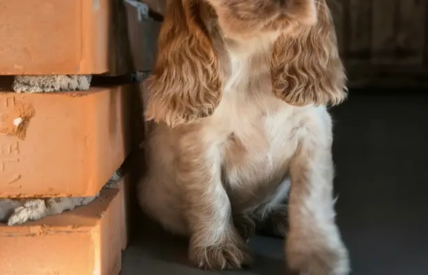 Cocker spaniel angielski szczenięta 1