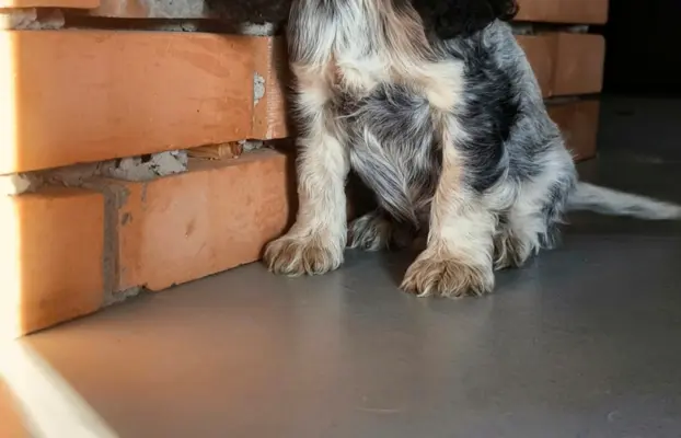Cocker spaniel angielski szczenięta 10