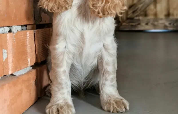 Cocker spaniel angielski szczenięta 11