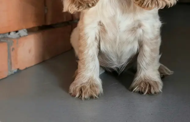 Cocker spaniel angielski szczenięta 12