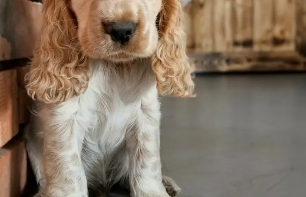Cocker spaniel angielski szczenięta 13