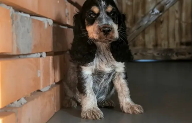 Cocker spaniel angielski szczenięta 14