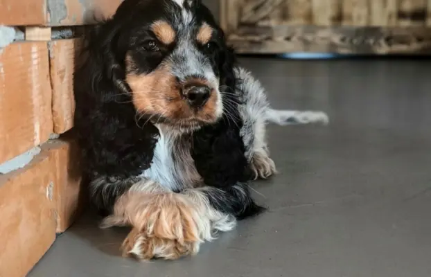 Cocker spaniel angielski szczenięta 15