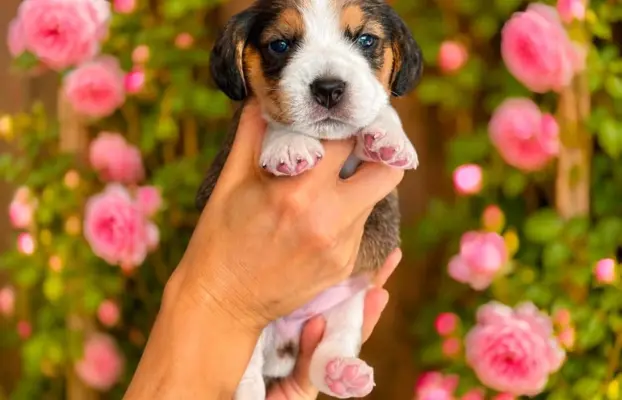 Piesek Beagle Tricolor 1