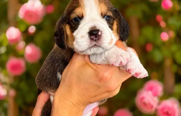 Piesek Beagle Tricolor 2