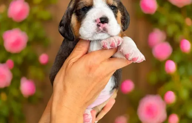 Piesek Beagle Tricolor 3