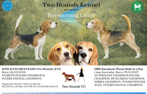 Piesek Beagle Tricolor 4