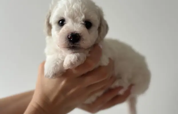 Bichon Frise –szczenięta z hodowli Seaside Angels(FCI) 2