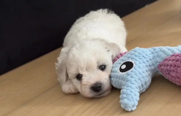 Bichon Frise –szczenięta z hodowli Seaside Angels(FCI) 3
