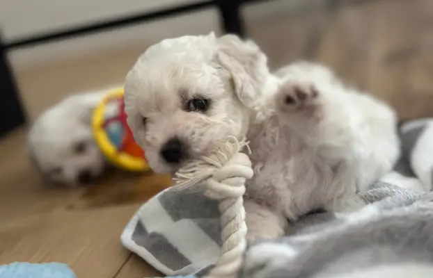 Bichon Frise –szczenięta z hodowli Seaside Angels(FCI) 4