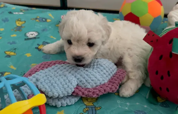 Bichon Frise –szczenięta z hodowli Seaside Angels(FCI) 5