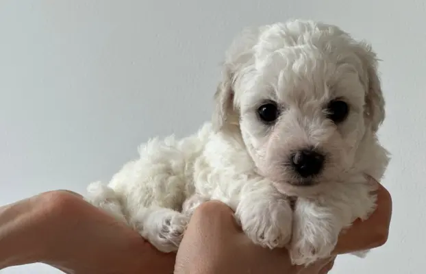 Bichon Frise –szczenięta z hodowli Seaside Angels(FCI) 6