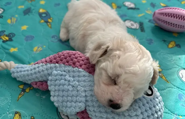 Bichon Frise –szczenięta z hodowli Seaside Angels(FCI) 7