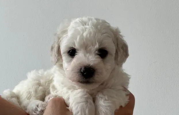 Bichon Frise –szczenięta z hodowli Seaside Angels(FCI) 8