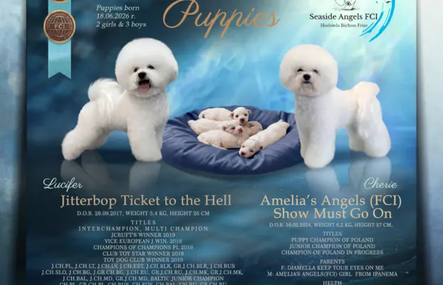 Bichon Frise –szczenięta z hodowli Seaside Angels(FCI) 1