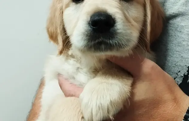 Szczeniaki golden retriever 7