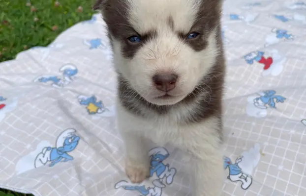 Szczeniaki Husky Syberyjski 1