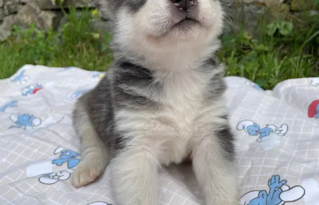 Szczeniaki Husky Syberyjski 2