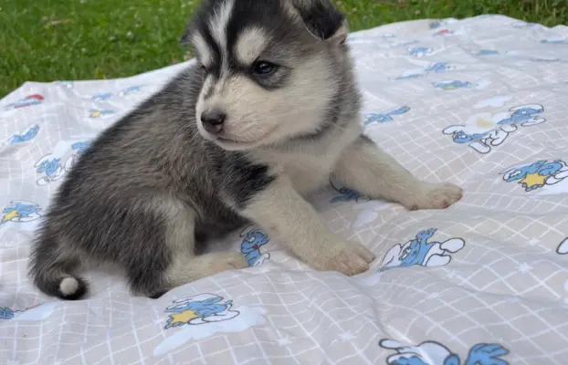 Szczeniaki Husky Syberyjski 3