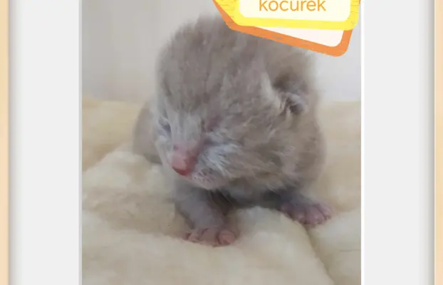Kotek brytyjski - zapraszam do rezerwacji 1