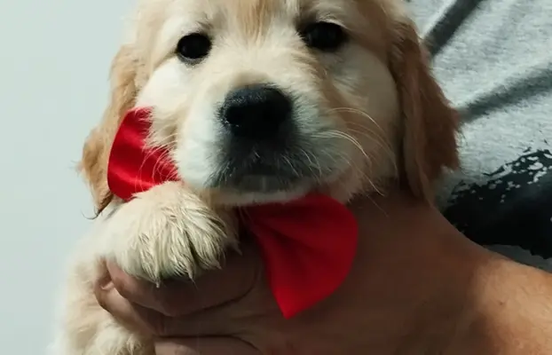 Szczeniaki golden retriever 4