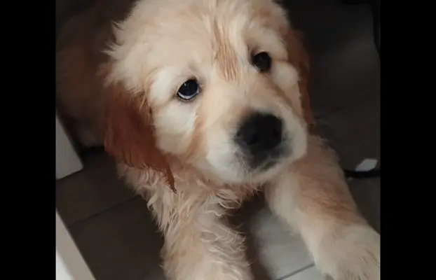 Szczeniaki golden retriever 1