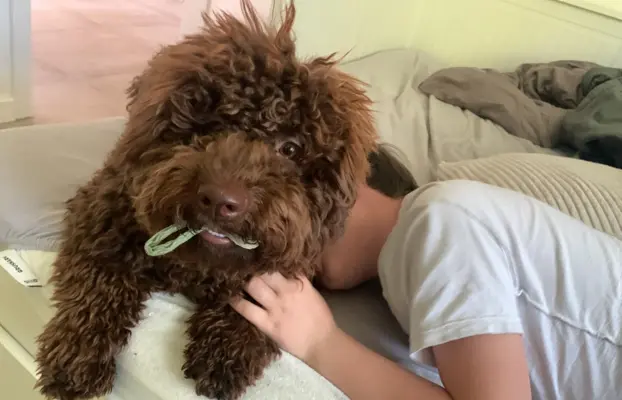Wyjątkowy szczeniak Lagotto - nieliniejący DOGOTERAPIA ZKwP 1