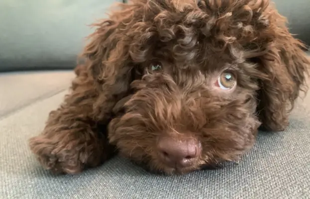 Wyjątkowy szczeniak Lagotto - nieliniejący DOGOTERAPIA ZKwP 2