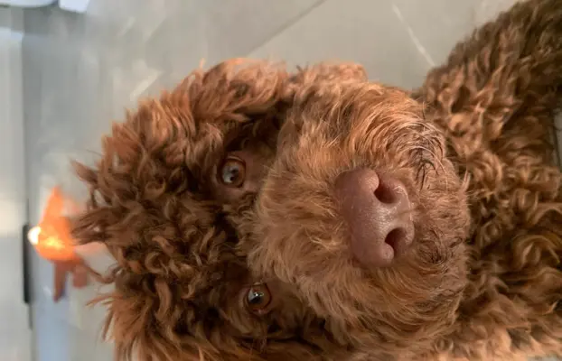 Wyjątkowy szczeniak Lagotto - nieliniejący DOGOTERAPIA ZKwP 3