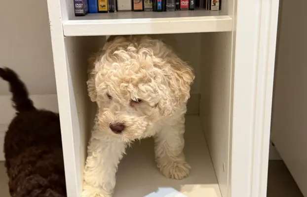 Wyjątkowy szczeniak Lagotto - nieliniejący DOGOTERAPIA ZKwP 4