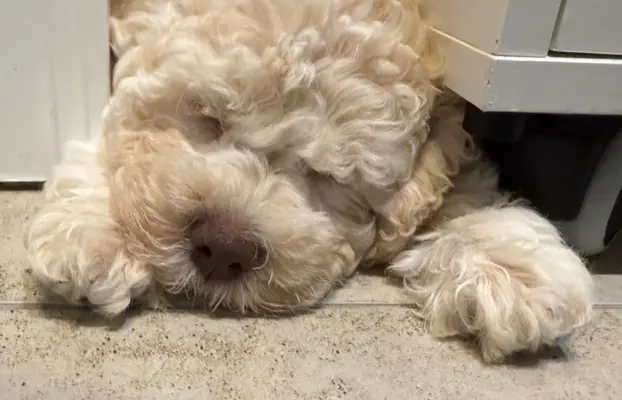 Wyjątkowy szczeniak Lagotto - nieliniejący DOGOTERAPIA ZKwP 5