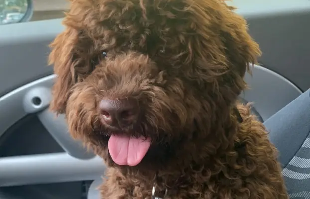 Wyjątkowy szczeniak Lagotto - nieliniejący DOGOTERAPIA ZKwP 6