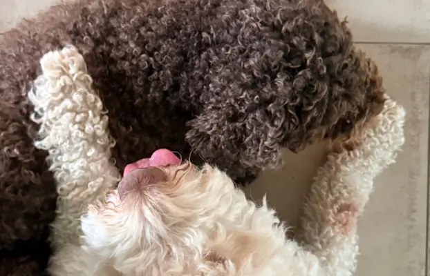 Wyjątkowy szczeniak Lagotto - nieliniejący DOGOTERAPIA ZKwP 7