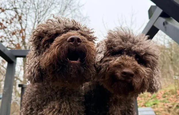 Wyjątkowy szczeniak Lagotto - nieliniejący DOGOTERAPIA ZKwP 8