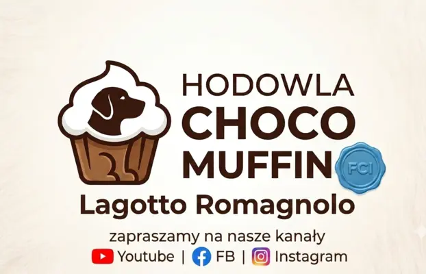 Wyjątkowy szczeniak Lagotto - nieliniejący DOGOTERAPIA ZKwP 10